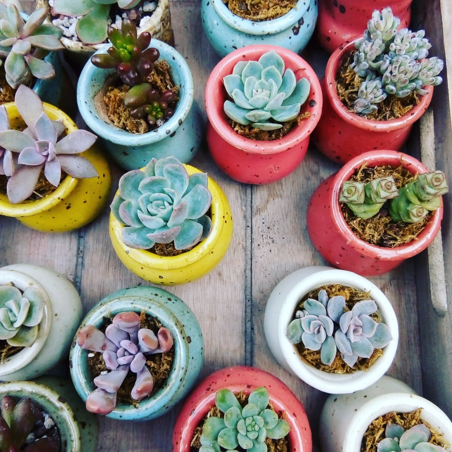 All the Succulents, Photo by Becky Lees
