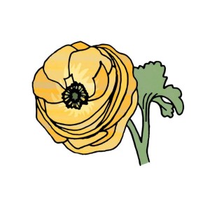 Ranunculus, Wedding Stationery, by Becky Lees