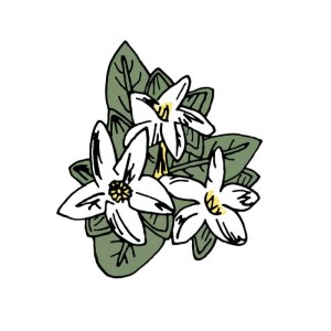 Stephanotis, Wedding Stationery, by Becky Lees