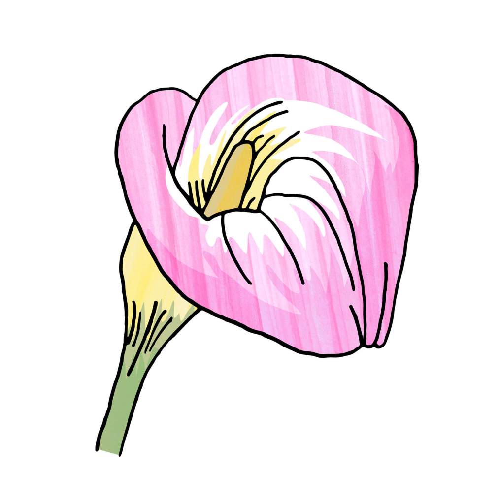 Wedding Flower portrait of Calla Lily by Becky Lees