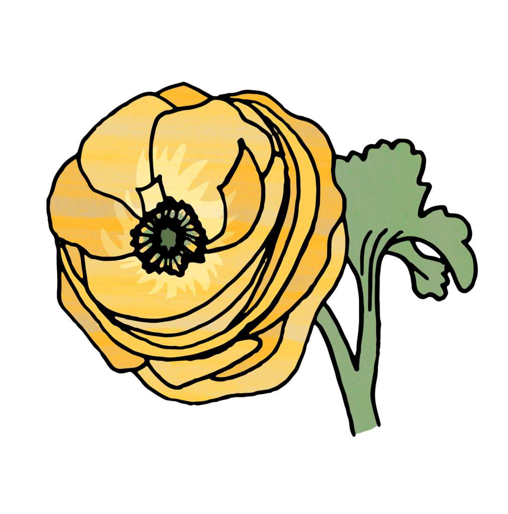 Wedding Flower Portrait of Ranunculus by Becky Lees