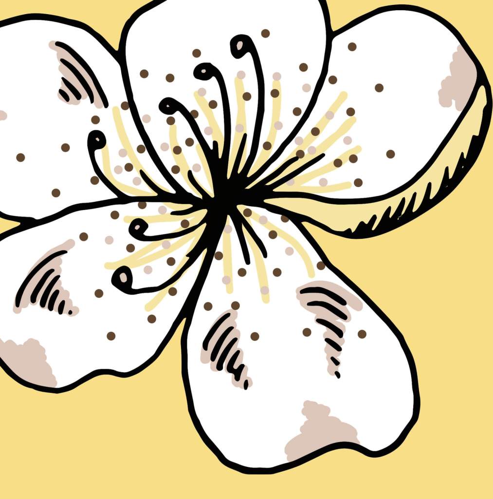 Vanilla Flower Portrait Packaging Design by Becky Lees